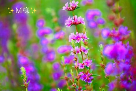 小山真帆 写メ日記 10/11(土) 22:08