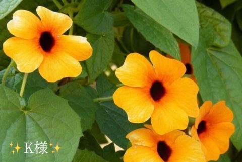 小山真帆 写メ日記 10/26(日) 22:42