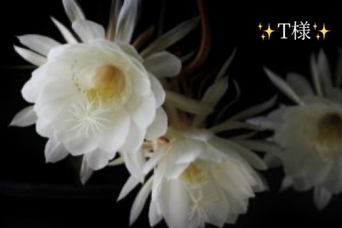 小山真帆 写メ日記 10/29(水) 15:54