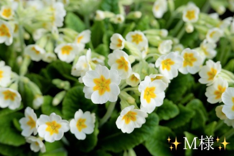 小山真帆 写メ日記 11/3(月) 22:58