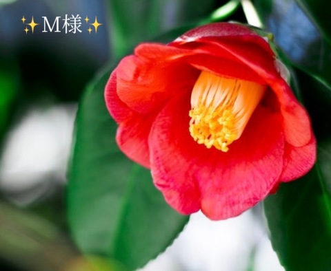 小山真帆 写メ日記 11/11(火) 19:06