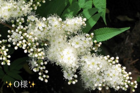 小山真帆 写メ日記 11/13(木) 17:26