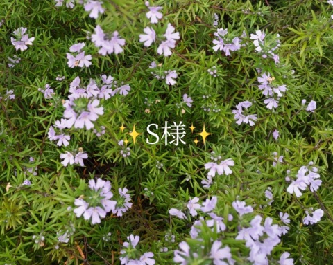 小山真帆 写メ日記 11/23(日) 00:26