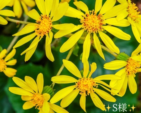 小山真帆 写メ日記 11/27(木) 18:16