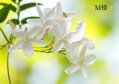 写メ日記 小山真帆 11/27(木) 19:44