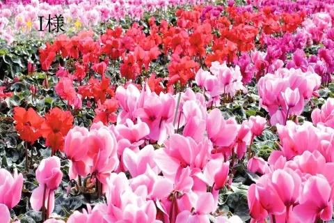 写メ日記 小山真帆 12/8(月) 19:52