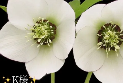 写メ日記 小山真帆 12/20(土) 19:02