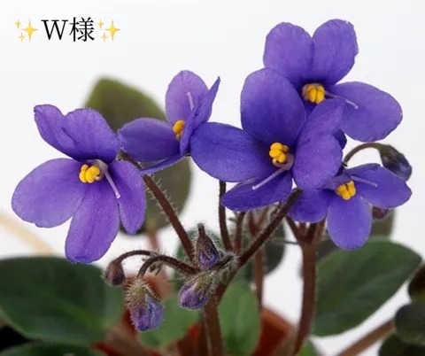 写メ日記 小山真帆 12/22(月) 18:52