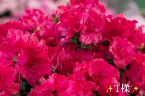 写メ日記 小山真帆 12/22(月) 22:52