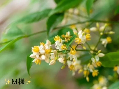 写メ日記 小山真帆 12/29(月) 20:16