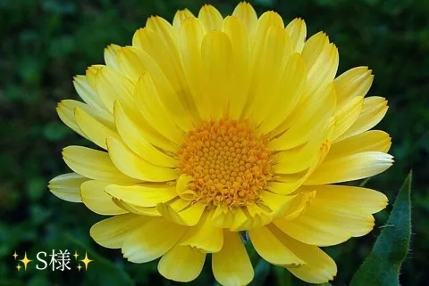 写メ日記 小山真帆 1/13(火) 08:48