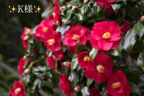 写メ日記 小山真帆 2/4(水) 00:34