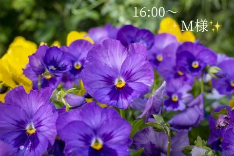 写メ日記 小山真帆 2/22(日) 13:30