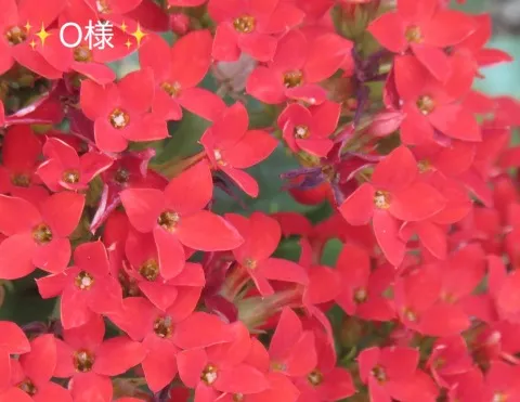 写メ日記 小山真帆 3/22(日) 10:38