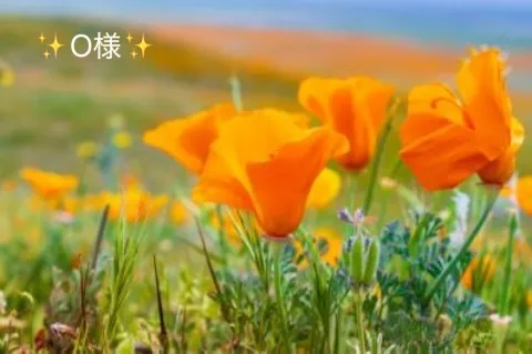 写メ日記 小山真帆 4/25(土) 15:38