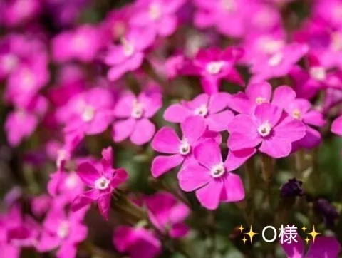 写メ日記 小山真帆 4/27(月) 06:56