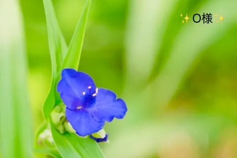 写メ日記 小山真帆 6/15(月) 15:44