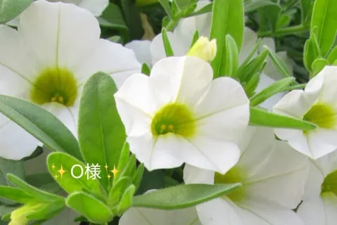 写メ日記 小山真帆 6/20(土) 20:36