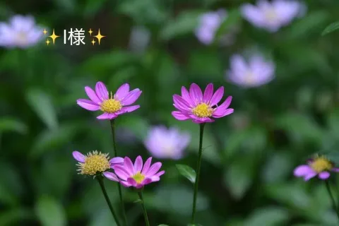 写メ日記 小山真帆 6/24(水) 09:26