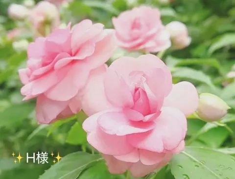 写メ日記 小山真帆 7/12(日) 07:38