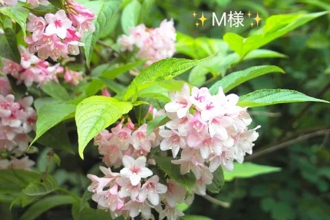 写メ日記 小山真帆 7/12(日) 19:42