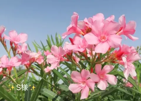 写メ日記 小山真帆 8/13(木) 17:02