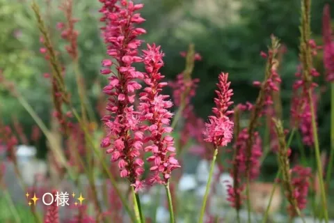 写メ日記 小山真帆 9/13(日) 13:24