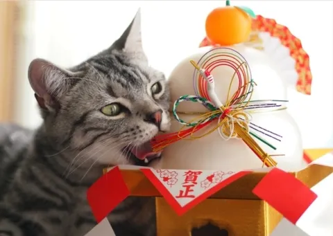 写メ日記 吉田梨乃 1/1(木) 08:02