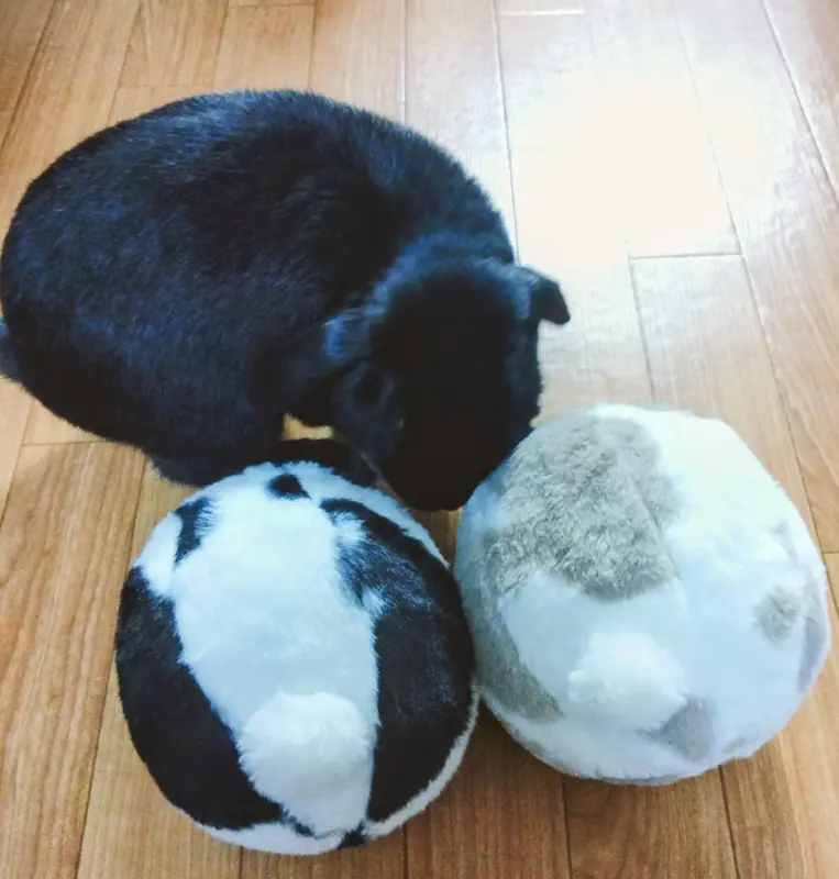 写メ日記 篠原尚美 12/12(金) 20:58