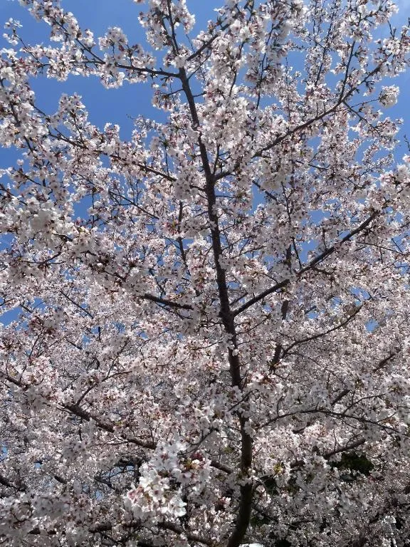 写メ日記 こころ 4/4(土) 07:01