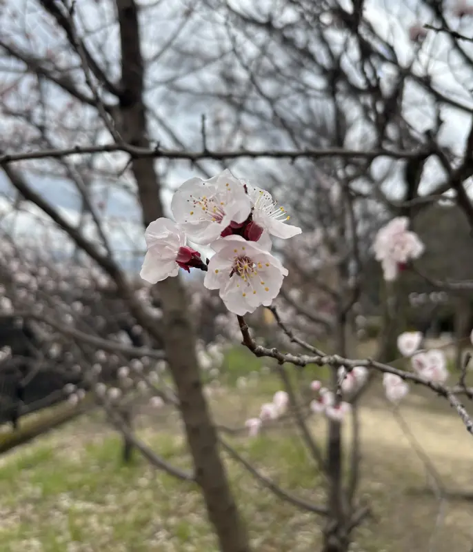写メ日記 ゆい 3/25(水) 07:33