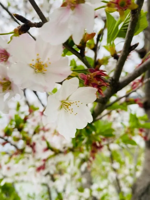 写メ日記 えま 4/8(水) 11:02