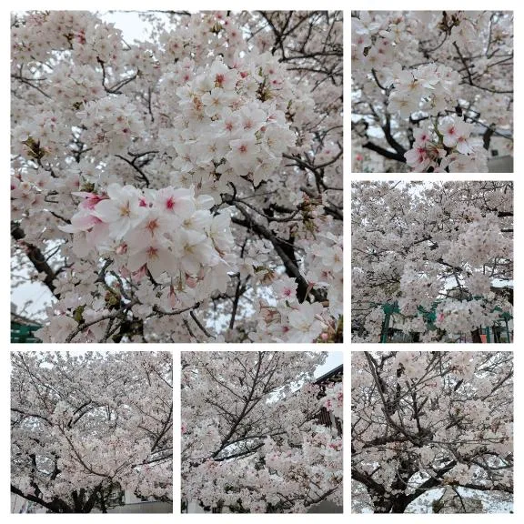 写メ日記 みわ 4/6(月) 18:05