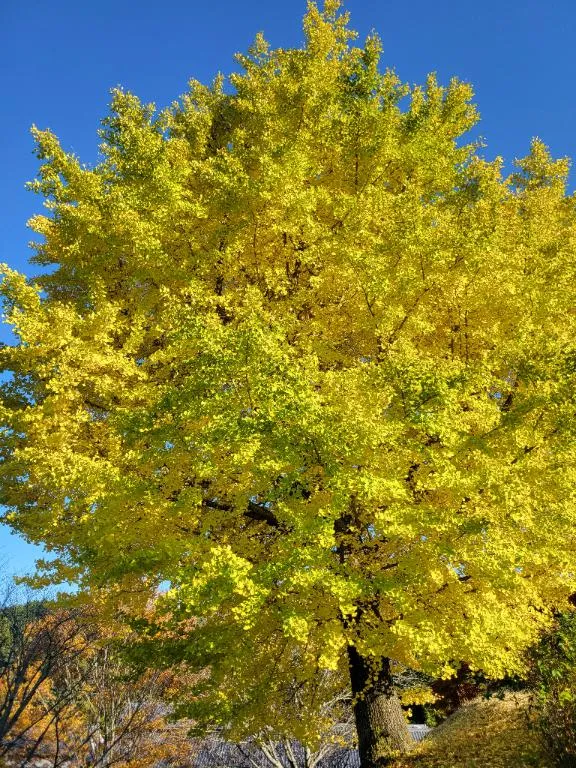 写メ日記 あかね 12/20(土) 11:12