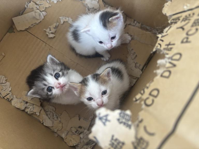 しおん 写メ日記 5/10(土) 13:58