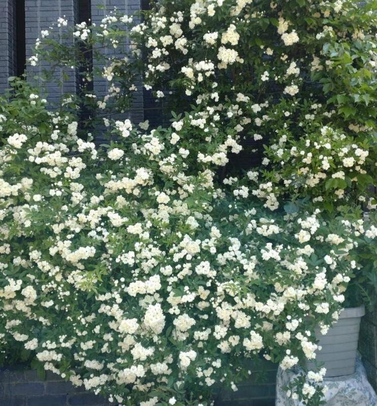 ちひろ 写メ日記 4/27(日) 12:38