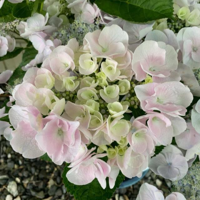 あまなつ 写メ日記 6/27(金) 16:30