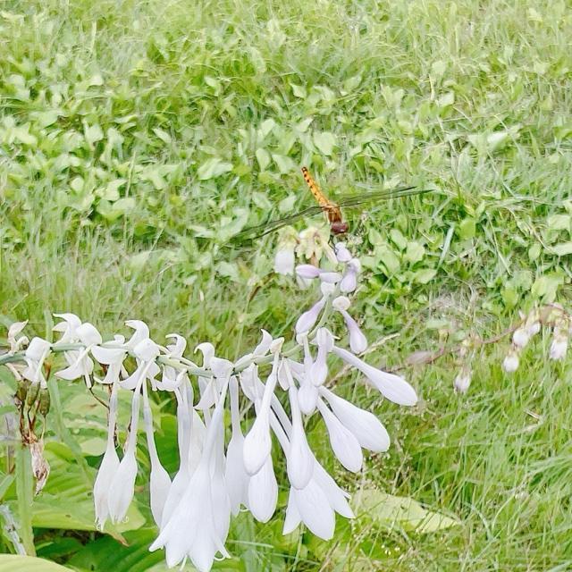 あまなつ 写メ日記 8/26(火) 16:38