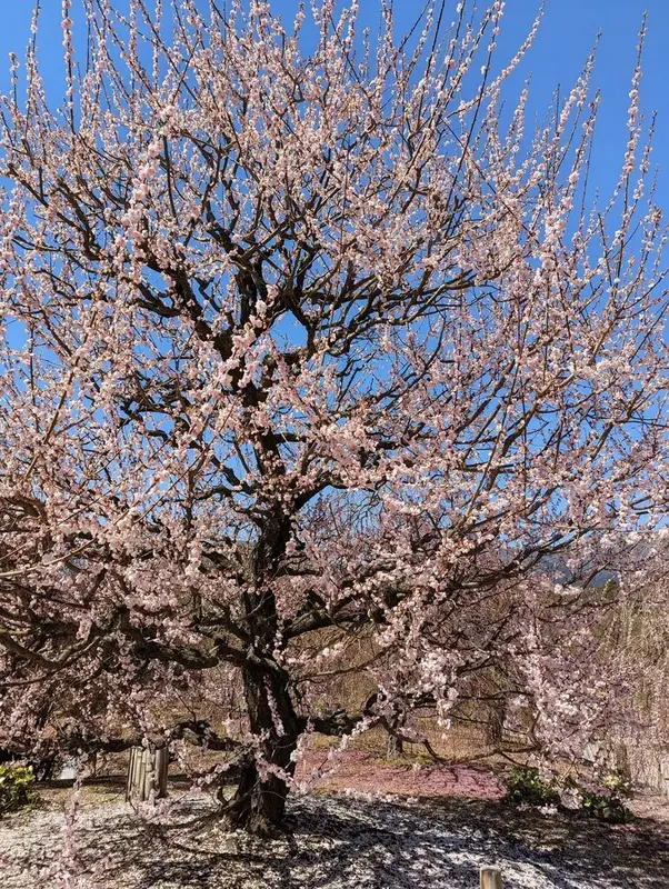 写メ日記 あさみ 3/5(木) 20:59