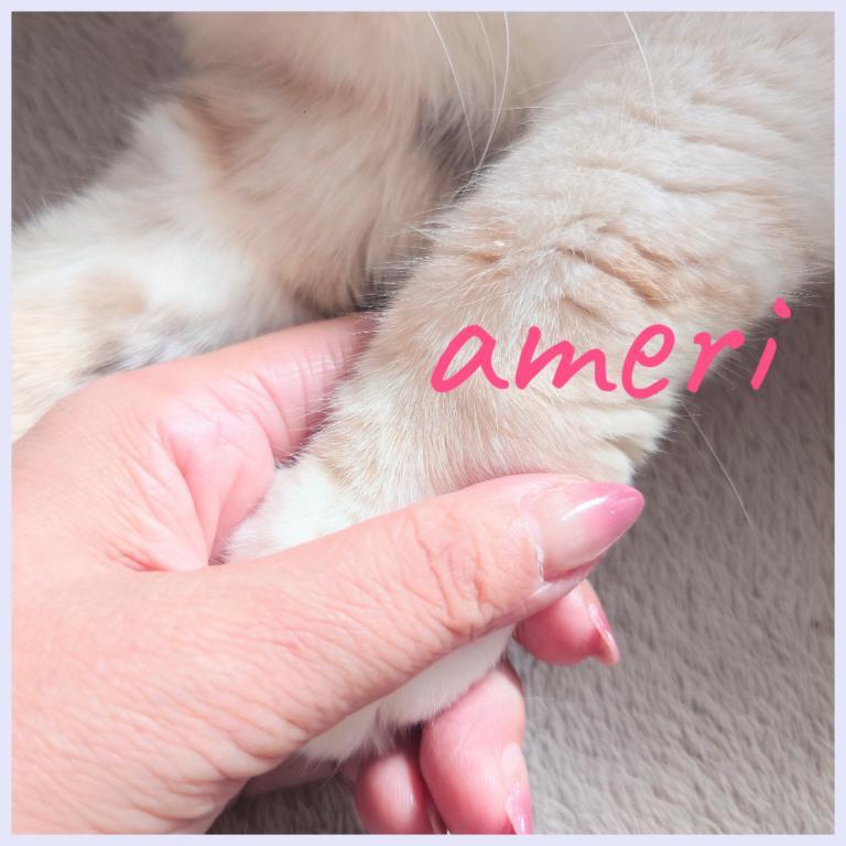 あめり 写メ日記 11/26(水) 18:11