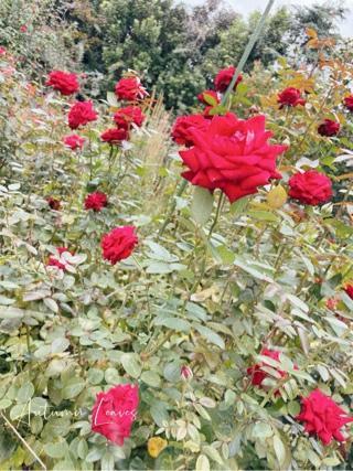 なみ 写メ日記 10/20(月) 22:47