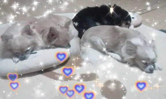 写メ日記 さくら 2/6(金) 17:59