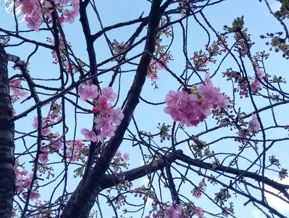 写メ日記 さくら 2/26(木) 15:49