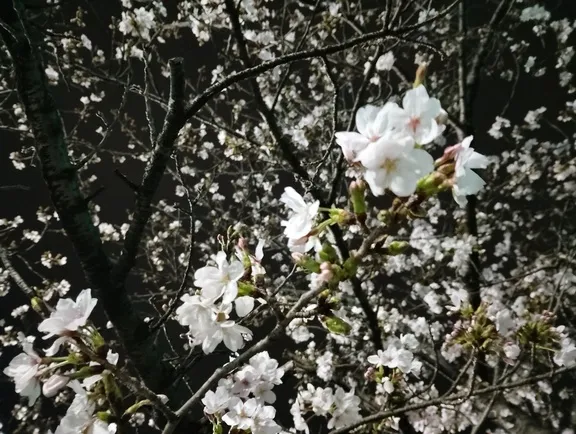 写メ日記 さくら 4/1(水) 00:20