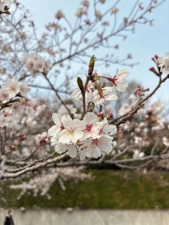 写メ日記 らら 4/25(土) 18:30