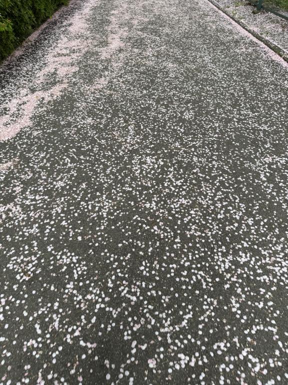 えみり 写メ日記 4/12(土) 19:41