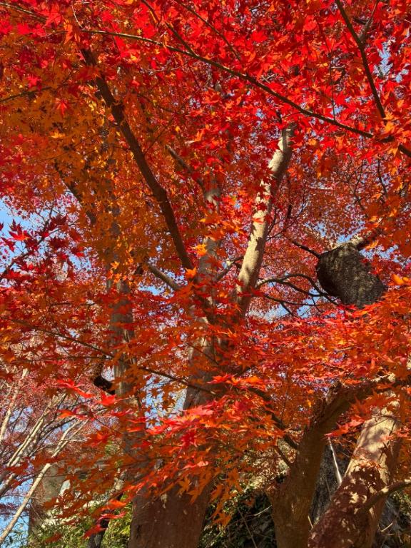 まり 写メ日記 12/2(火) 12:20