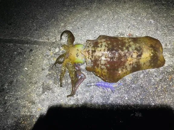 写メ日記 彩星(あやせ) 12/25(木) 22:47