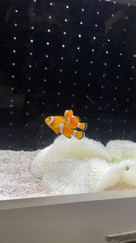 あおい 写メ日記 10/23(木) 22:46