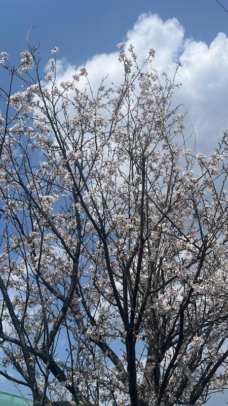 ゆめ 写メ日記 4/7(月) 14:19